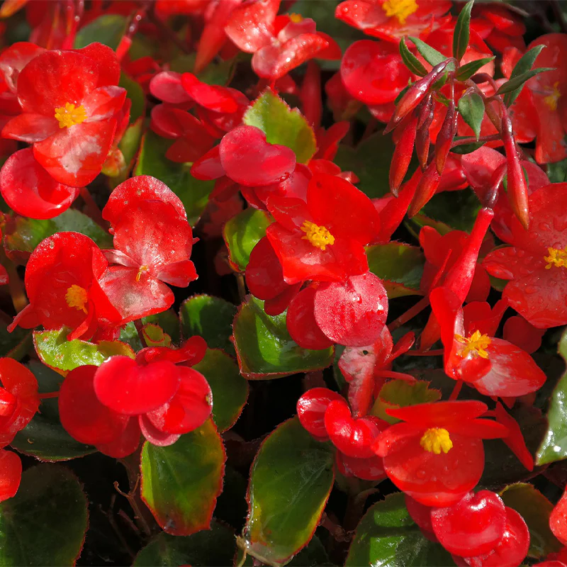 <p>Begonia x semperflorens</p>