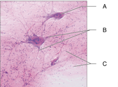 <p>B: a neuron's bushy, branching extensions that receive messages and conduct impulses toward the cell body</p>