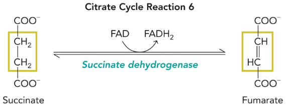 <p>succinate dehydrogenase</p>