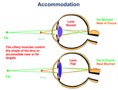 <p>The ciliary muscles control the shape of the lens to accomodate near or far targets</p>