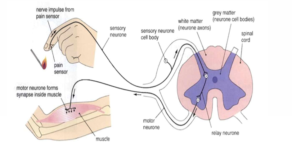 <ul><li><p>Throughout the body</p></li></ul><p></p>