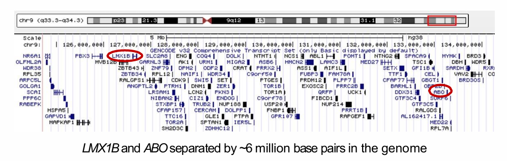 <p>Where are ABO and the NPS gene LMX1B located?</p>