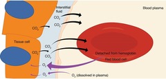 <p>A condition of insufficient oxygen in the tissues.</p>