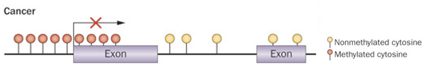 <ul><li><p>normally unmethylated promoter becomes hypermethylated</p></li><li><p>Methylation at the TSS acts as a red X, completely blocking expression</p></li><li><p>mechanism:</p></li></ul><ol><li><p>physically blocks TF binding</p></li><li><p>recruits methyl-binding proteins</p></li><li><p>attracts corepressors to close chromatin</p></li></ol><p>equivalent to loss-of-function mutation, gene is present but permanently silenced</p><p></p>