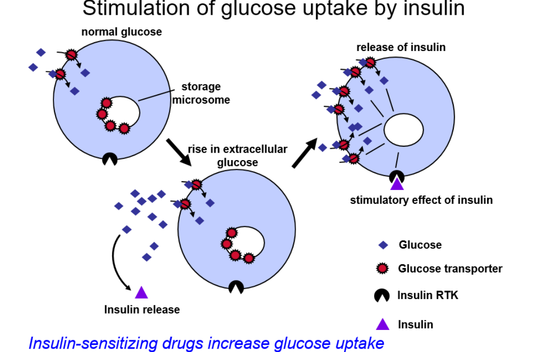 <ul><li><p>in the muscles and adipocytes the transporters are inside the cell </p></li><li><p>when there’s a rise in extracellular glucose insulin is released and binds to the receptors to activate them and extracellular enzymes </p></li><li><p>this causes the translocation of the transporters from the inside of the cell → to the outside of the cell allowing glucose inside the cells </p></li><li><p>without insulin this  isnt possible  </p></li><li><p></p></li></ul><p></p>
