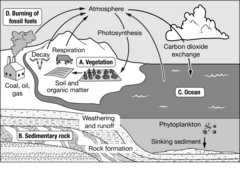 <p>A</p>
