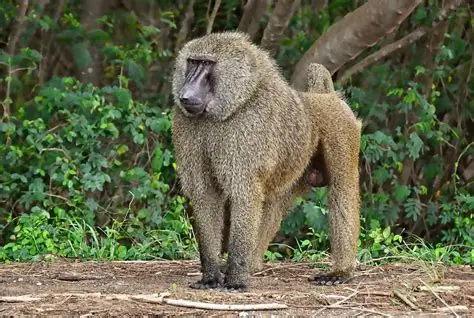<p>Common Name: Baboon</p><p>Suborder: Haplorhini</p><p>Order: Primates </p><p>Family: Cercopithecidae </p>