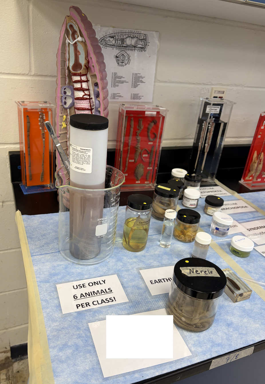 <p>What phylum are these in?</p>