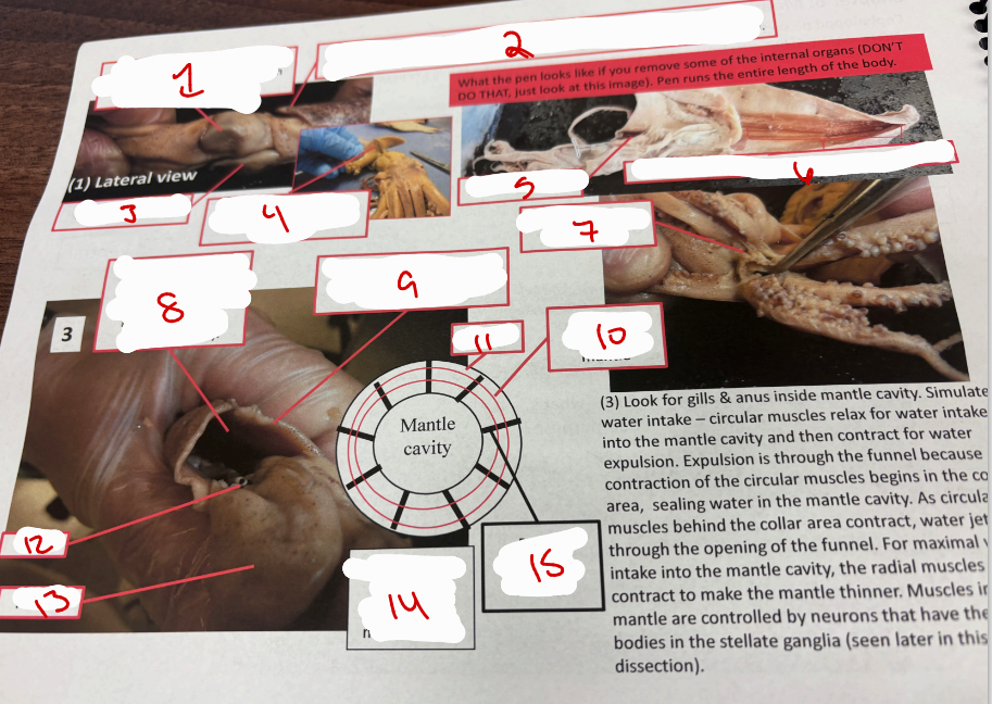 <p>Lateral View Squid</p>