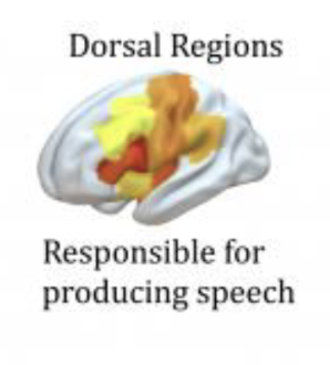 <p>Supports auditory-motor integration</p>