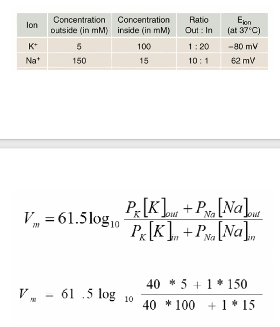 <p>Vm = 61.5 log10[(40×5 + 1×150) / (40×100 + 1×15)] ≈ −65 mV. This is realistic because, at rest, real neuronal membranes are weakly permeable to Na+ and quite permeable to K+ — matching the typical −65 to −75 mV resting potential.</p>