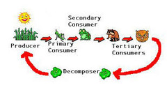 <p>series of steps in an ecosystem in which organisms transfer energy by eating and being eaten</p>