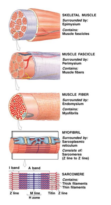 <p>Organization of Muscular System</p>