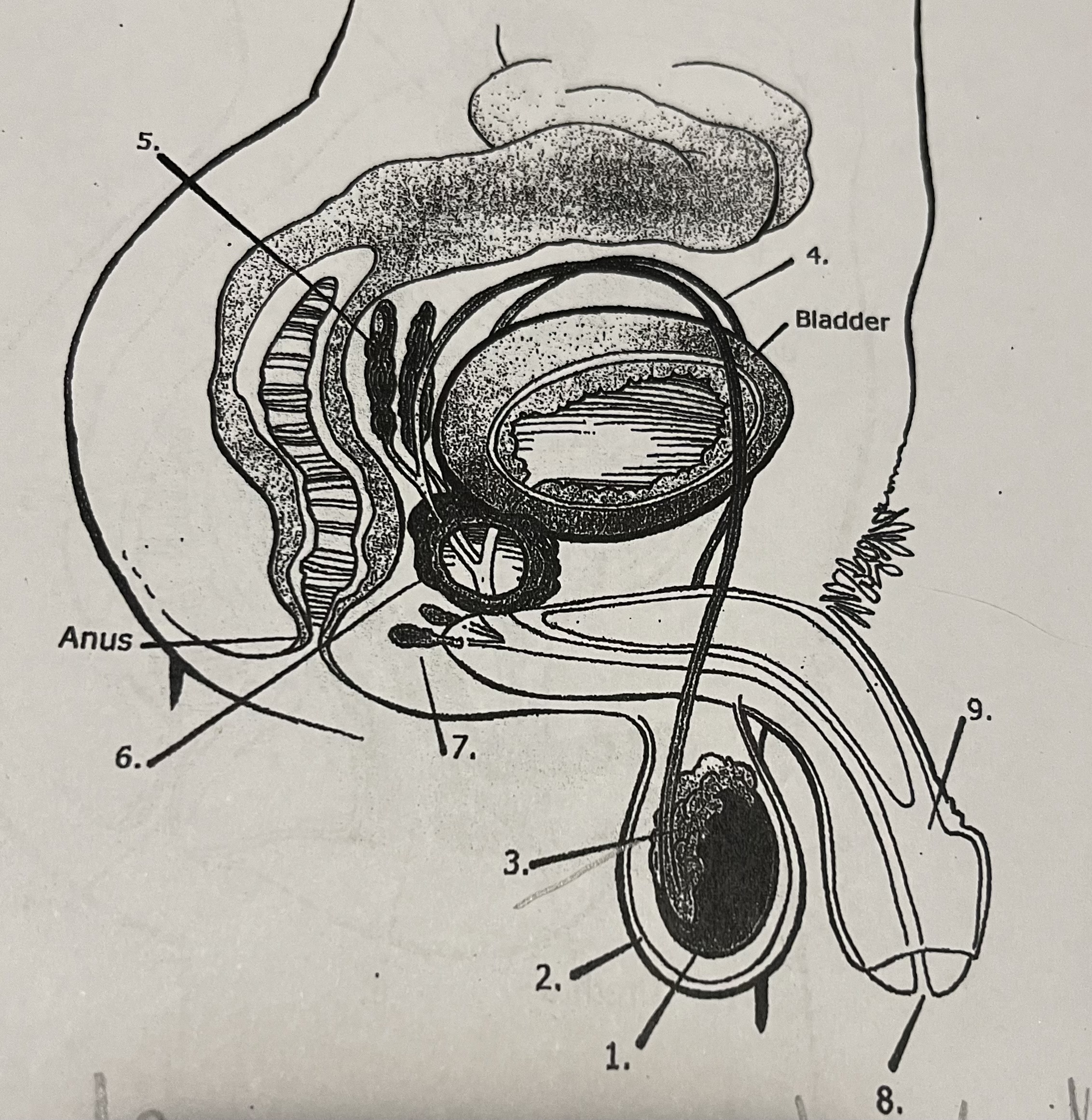 <p>6</p>