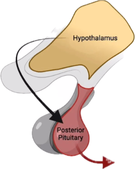 <p>Produced in hypothalamus </p><p>Stored and released by the posterior pituitary gland </p><p>Capable of increasing blood volume and pressure </p><p>Effect: increases aquaporin channel presence within the collecting ducts, increasing water absorption</p>