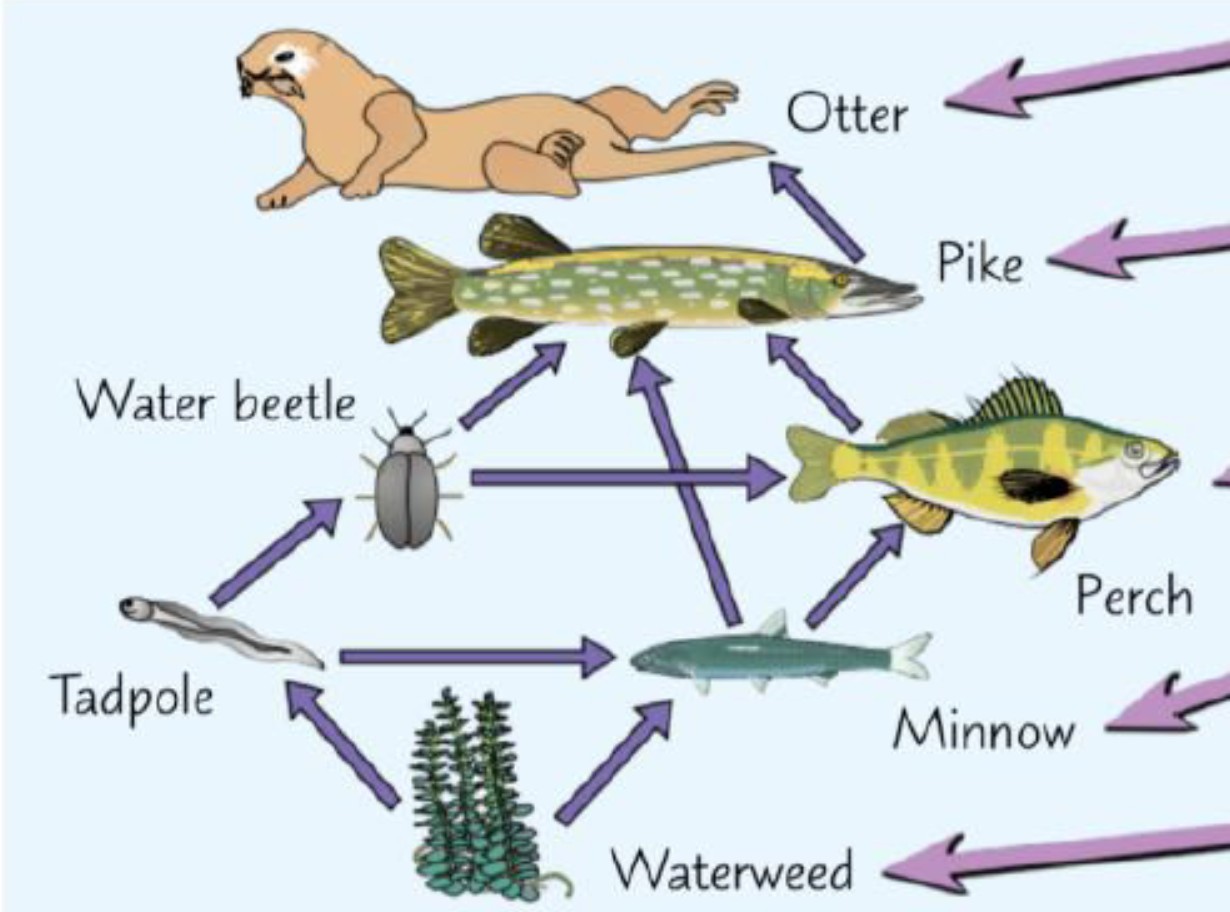<p>How does the removal of minnows affect tadpoles and water beetles in the provided food web example?</p>