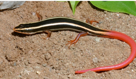 <p>Family: Scincidae </p>