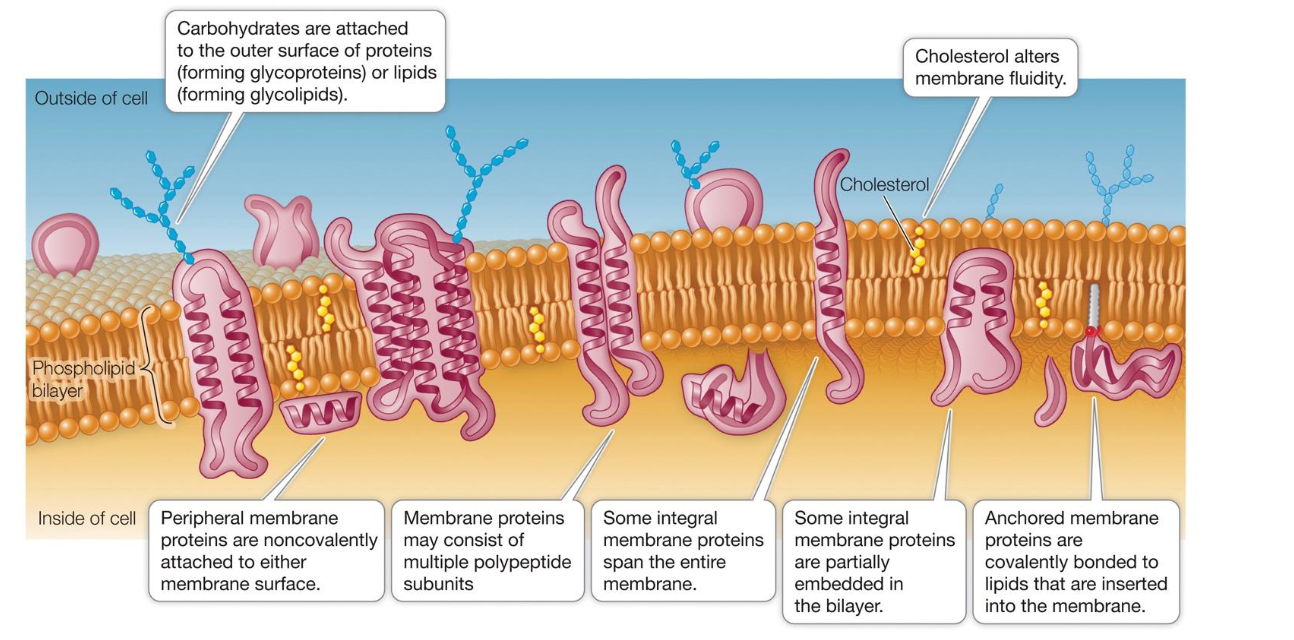 <p>The membrane is a "mosaic" because it is a complex mixture of different molecules.</p><ul><li><p><strong>Phospholipids:</strong> The "lake" in which everything else floats. Form a fluid and flexible bilayer.</p></li><li><p><strong>Proteins:</strong> These are the functional "tiles" of the mosaic. They move laterally (side-to-side) within the fluid lipid layer.</p><ul><li><p><span>Often serve as gates and pumps for substances </span></p></li><li><p><span>Carry out biochemical reactions</span></p></li></ul></li><li><p><strong>Cholesterol:</strong> Found in animal cells, it sits between phospholipids to maintain the right level of stiffness.</p></li><li><p><strong>Carbohydrates:</strong> Located on the <strong>outer surface only</strong>, attached to proteins (glycoproteins) or lipids (glycolidids). <strong>They act as recognition sites (like cellular "ID tags").</strong></p></li></ul><p></p>