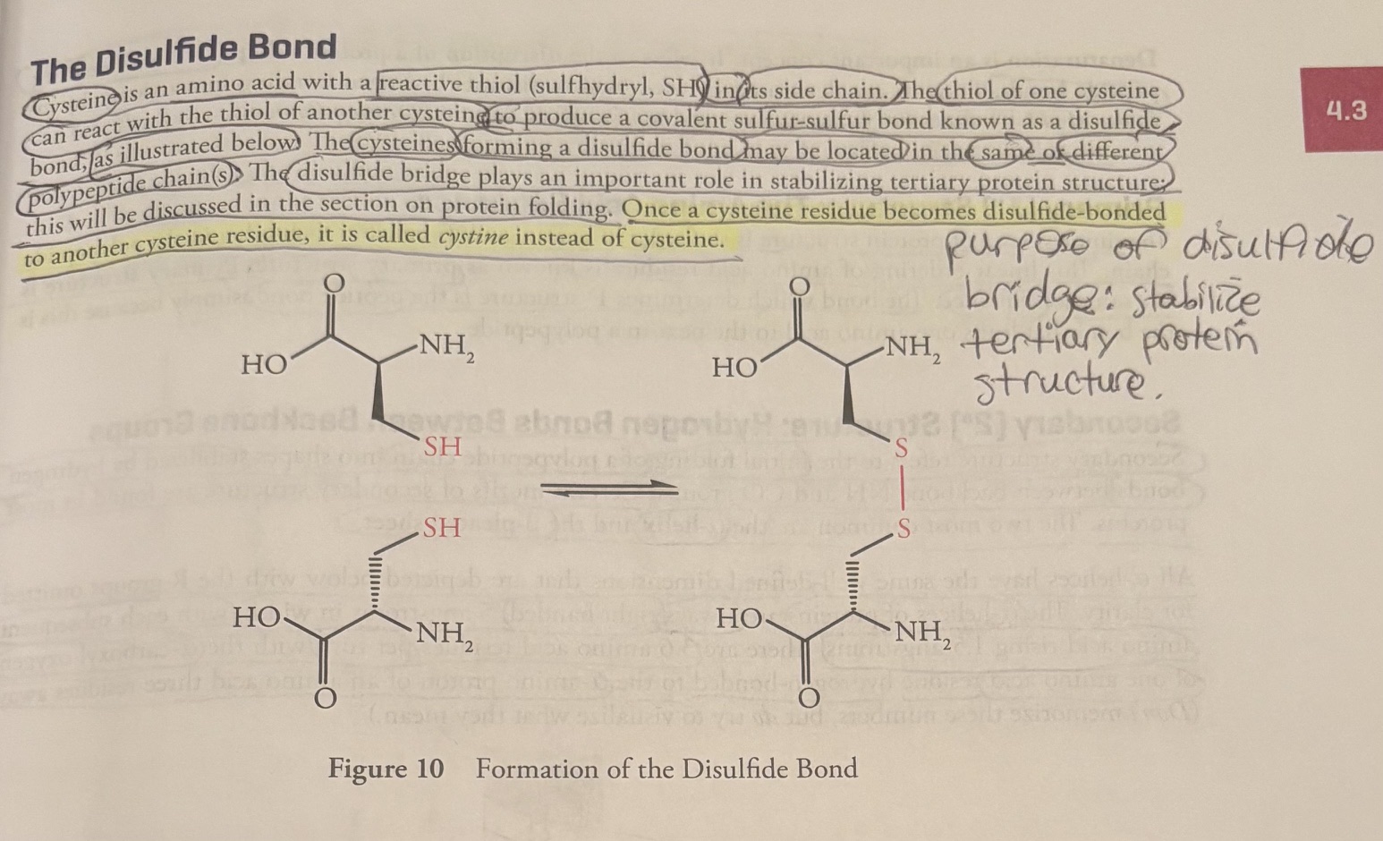 <p><u>The Disulfide Bond</u></p><p>Cystine is an amino acid with a reactive thiol (sulfyhydryl, SH) in its side chain. </p><p>The thiol of one cysteine can react with the cysteine of another cysteine to produce a covalent sulfur-sulfur bond known as a disulfide bond, as illustrated below.</p><p>The cysteins forming a disulfide bond can be located at the same or different polypeptide chains (s). </p><p>The disulfide bond stabilizes tertiary protein structure. </p><p>Once a cysteine residue becomes disulfide bonded to another cysteine residue, it is called <em>cystine</em> instead of cysteine (no e in the middle). </p>
