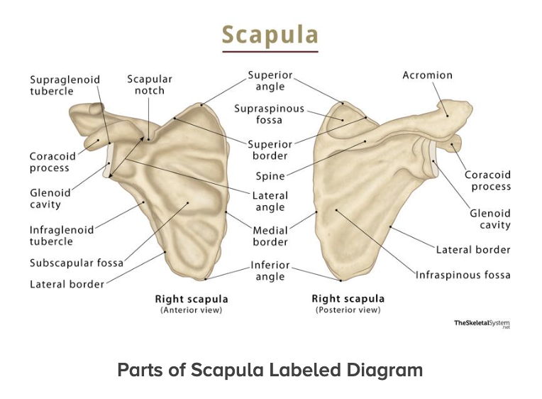 <p>flat, triangular bone<br>acromion, coracoid process, supraspinatus fossa, infraspinatus fossa, glenoid fossa</p>