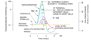 <p>All or none law </p><ul><li><p>If stimulus is sufficient = Response </p></li></ul><p></p><p>Action Potential leads to Na<sup>+  </sup>, K<sup>+ </sup>across the membrane </p><ul><li><p>Absolute refractory - Cell cannot fire = No more AP ( One way movement)</p></li><li><p>Relative refractory- Only larger than normal Stimuli = New AP</p></li></ul><p></p><p>Action potential starts in the Axon Hillsneck </p><ul><li><p>Travels in one direction to synapse</p></li></ul><p></p><p>Myelinated Axons - Jumps between nodes of Ravier (Ensures Conduction Velocity)</p><p></p>