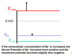 <p>more positive and the membrane potential becomes slightly negative.</p>