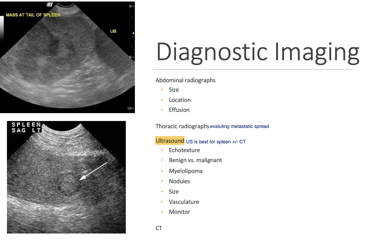 <p>decreased detail +/- effusion</p><p>torsion - abnormal placement of the spleen.</p>