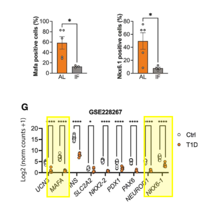 <p>scRNA-seq analysis demonstrated impaired beta cell maturation and development in young IF mice w similar pattern of transcriptional downreg to that seen in t1d pts</p>