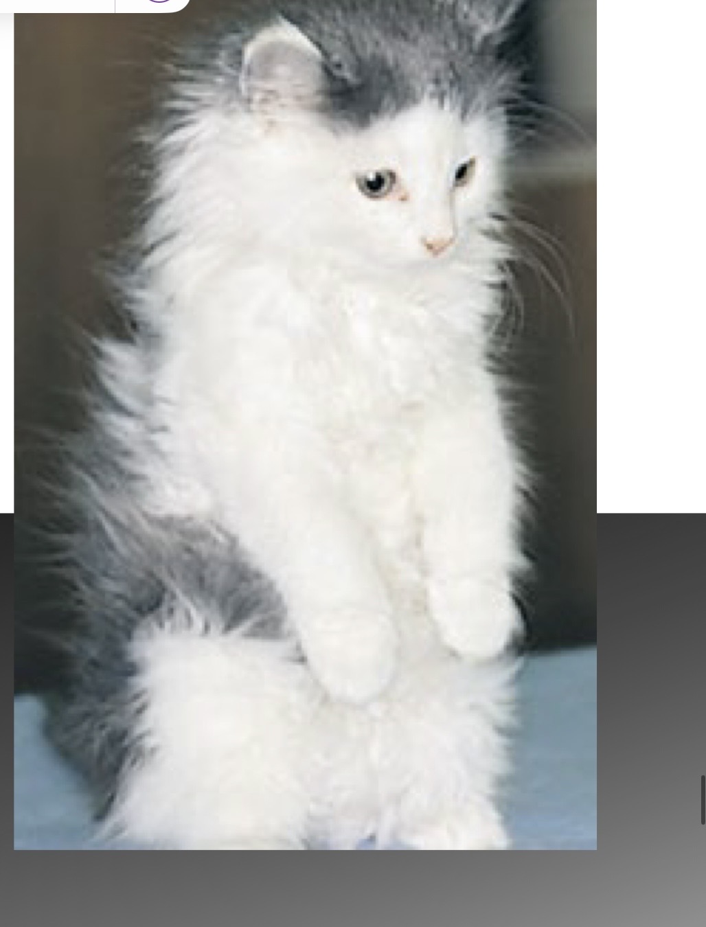 <p>this 10-week old kitten has joint swelling and fever 1 week after MLV vaccination. Thoughts?</p>