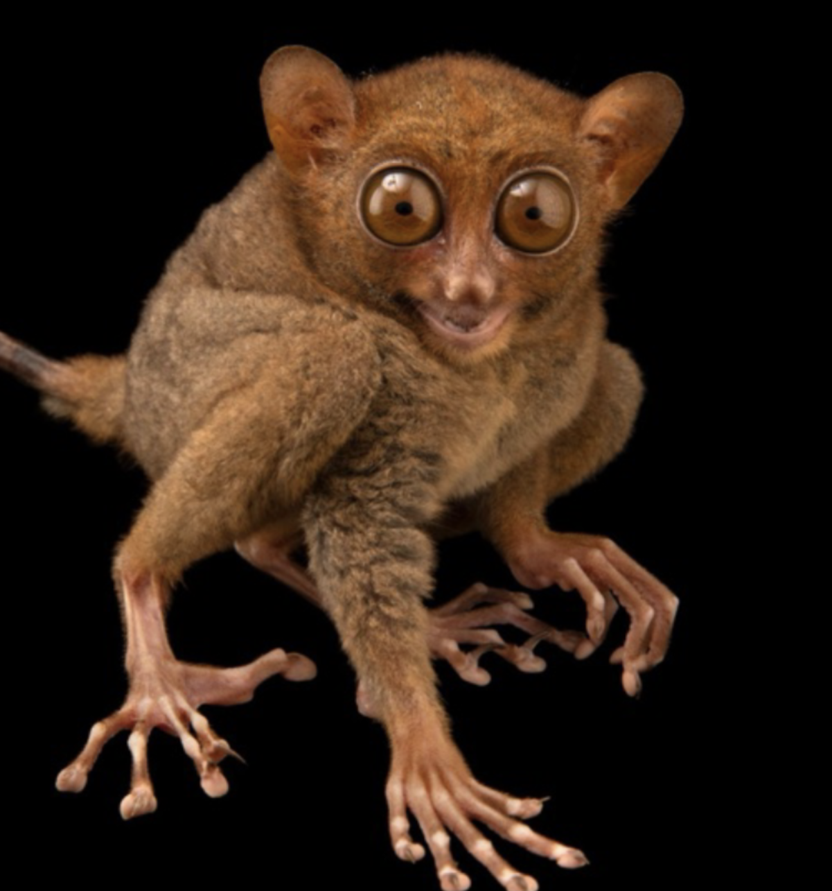 <p>tarsiers </p>
