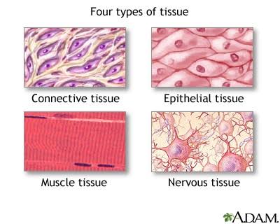 <p>Epithelial Tissue, Connective Tissue, Muscle Tissue(Muscular), Nervous Tissue</p>
