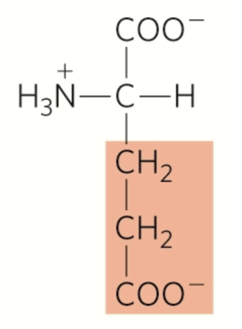<p>glutamate</p><p>polar</p><p>hydrophilic</p><p>second carboxyl group</p><p>negatively charged r group</p>