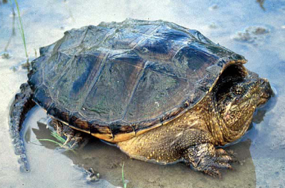 <p>Common Snapping Turtle (<em>Chelydra serpentina</em>)</p>