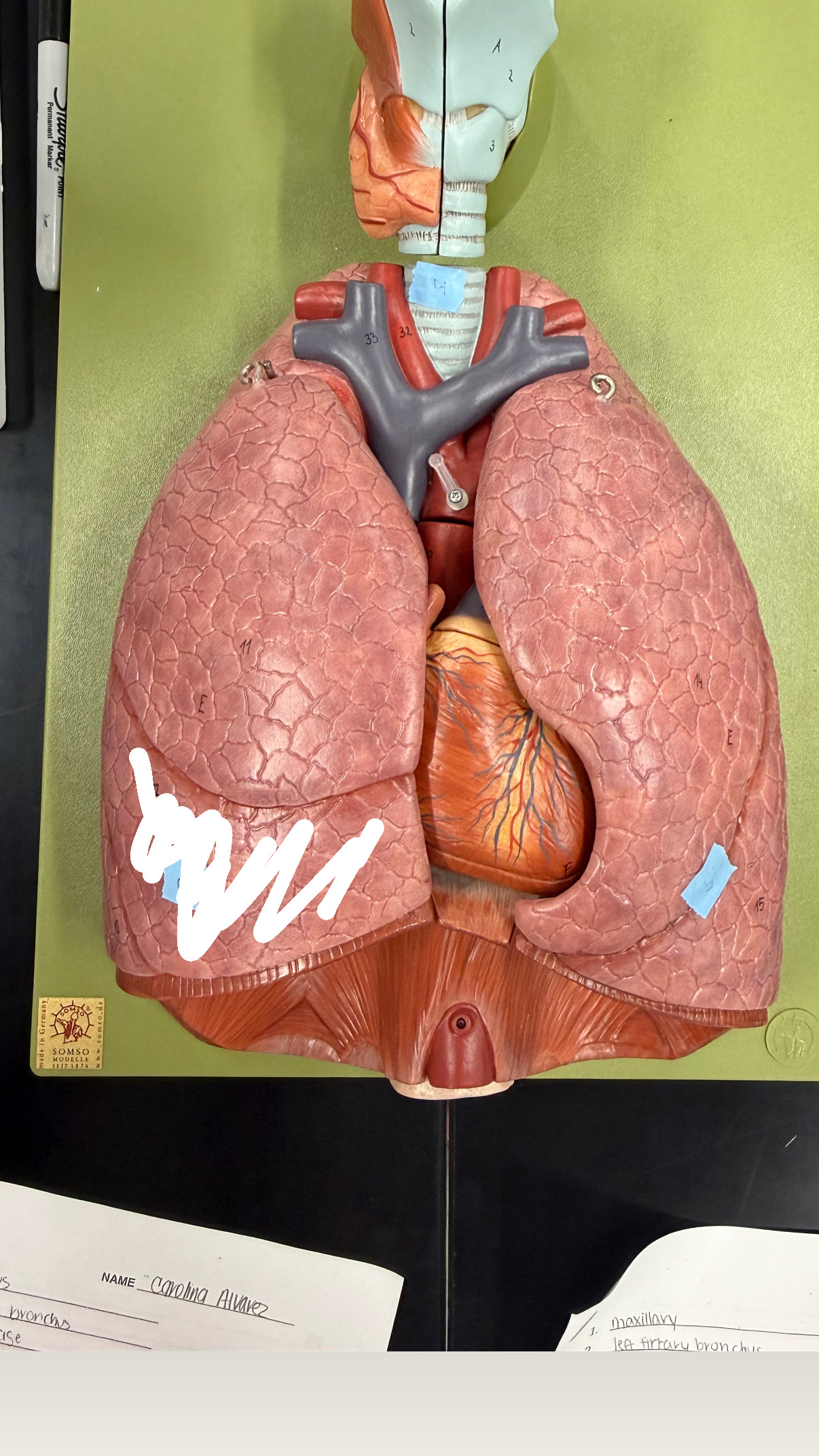 <p>middle section (check right or left)</p>