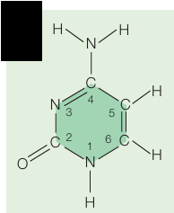 <p>What molecule is this?</p>