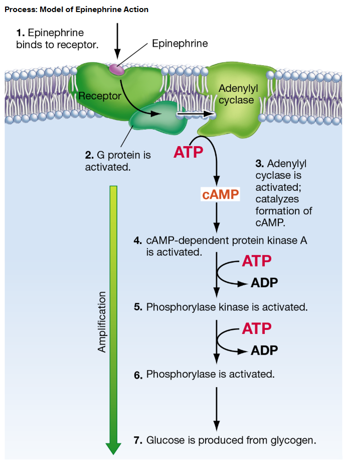 <p>Step-by-step: how do peptide hormones affect target cells?</p>
