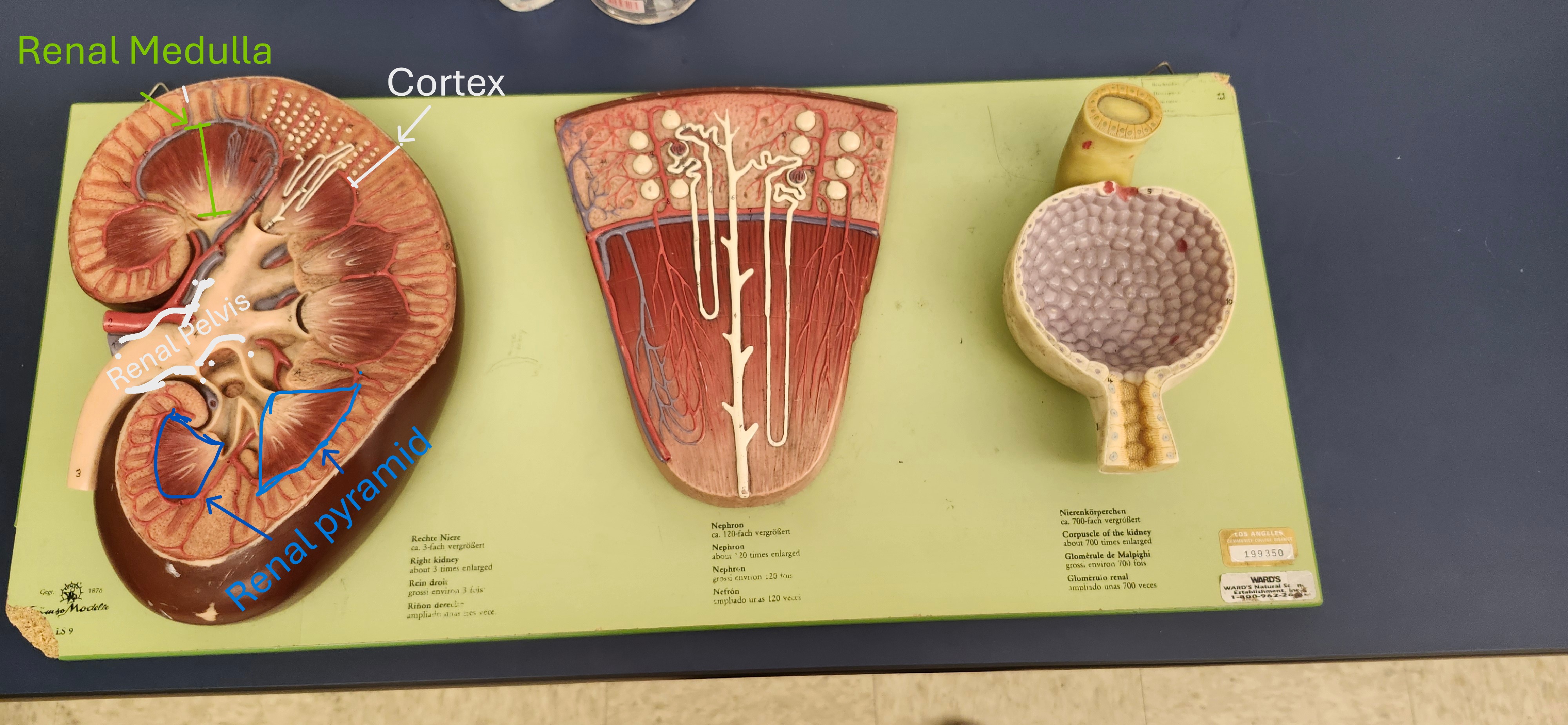 <p>renal cortex, renal medulla, renal pelvis, renal pyramids</p>