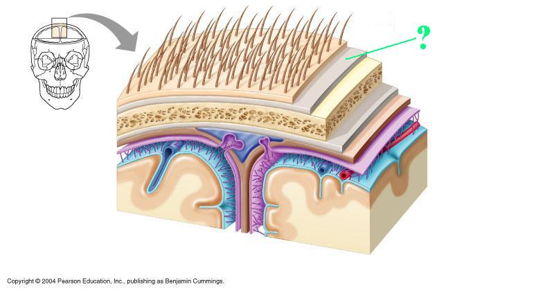 <p>Identify the indicated part of the coverings of the brain</p>