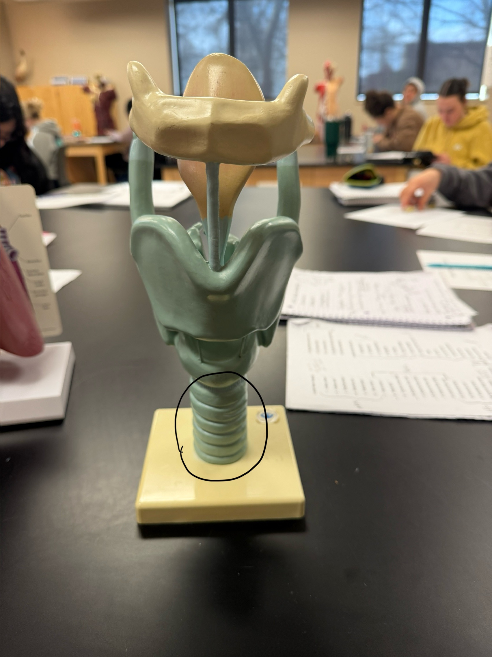 <p>name this structure</p>