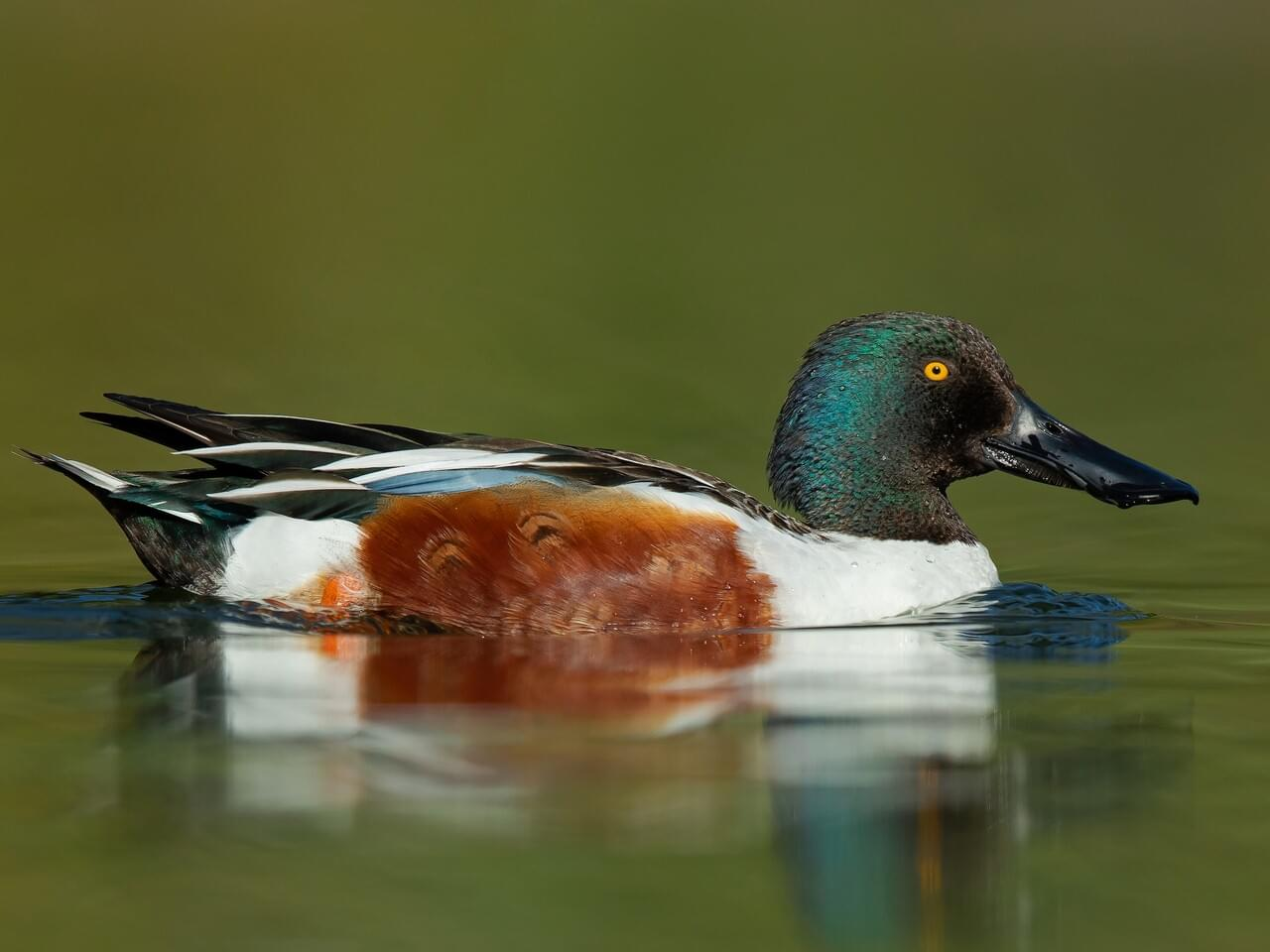 <p>Northern shoveler </p>