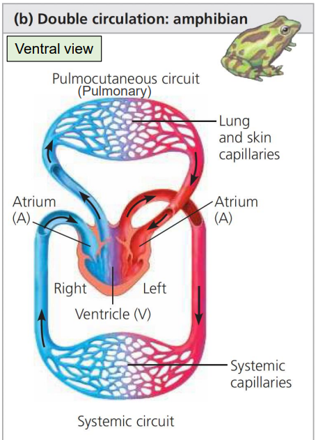 <p>Left side pumps oxygen-enriched blood out to the tissues and cells of the body, where blood delivers O2 in exchange for CO2</p>