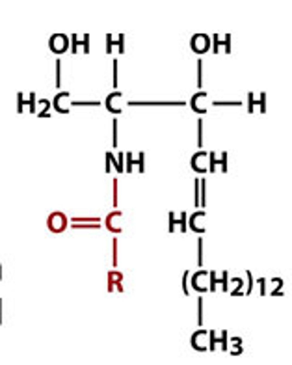 <p>sphingosine + fatty acid</p><p>The simplest sphingolipid, with a single hydrogen as its head group.</p>