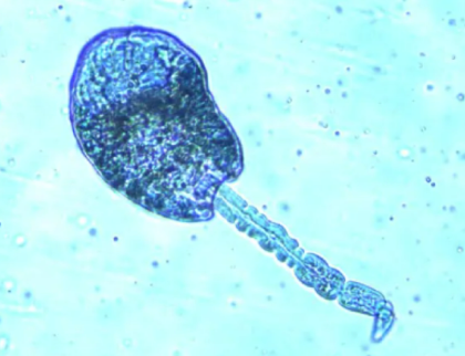<p>Lephocercous</p>