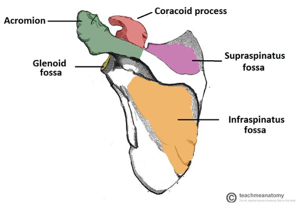 <p>scapula fossae (cavities)</p>