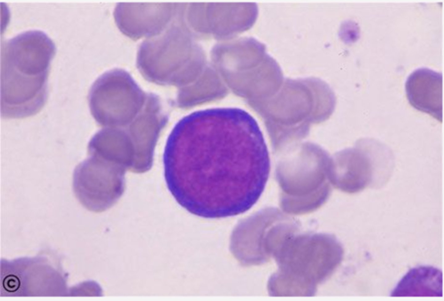 <p>Identify the DEVELOPING Cell</p>