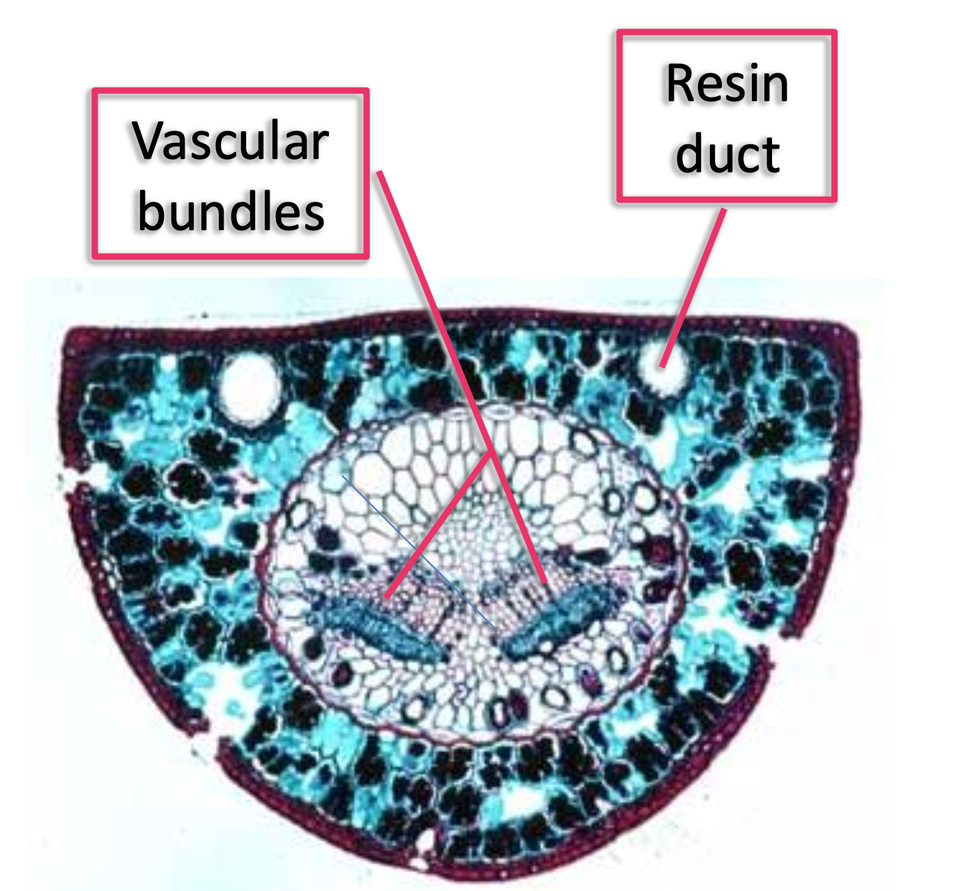 <p>A pine needle is</p>