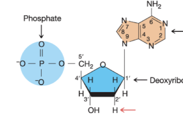 <p>What nucleotide is this</p>