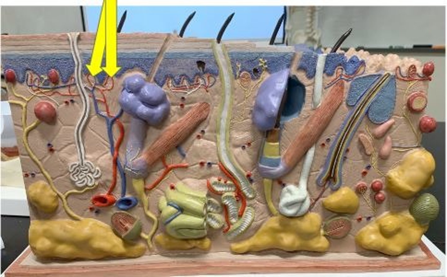 knowt flashcard image