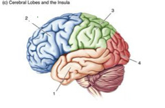 <p>temporal lobe</p>