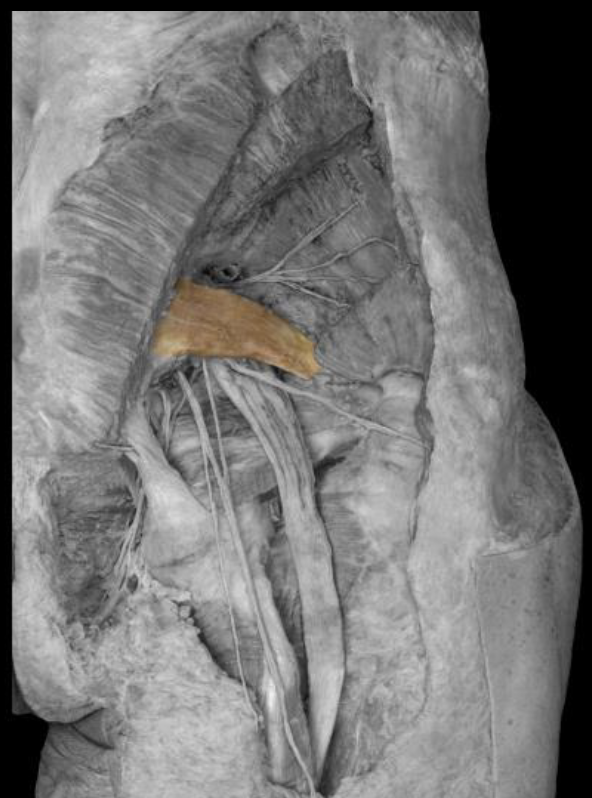 <p>function of piriformis</p>